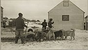 Thumbnail for File:Three inuit men feeding Labrador huskies in Nain, Canada.jpg