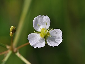 질경이택사(Alisma plantago-aquatica)