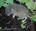 Mindanao hairy-tailed rat