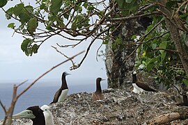 Nukufotu est un îlot situé dans le lagon Nord de Wallis, et qui abrite une grande diversité d'oiseaux - qui sont d'ailleurs les seuls habitants de l'île. Il est possible de les observer à tout moment de l'année. Sur cette image, quatre fous bruns adultes et un juvénile sont visibles.