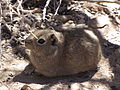 southern mountain cavy