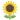 🌻