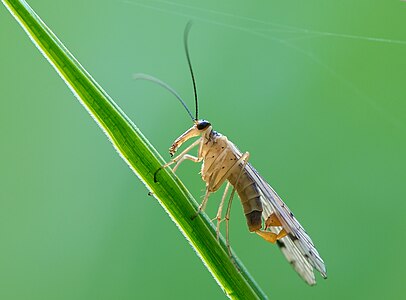 Panorpa cognata