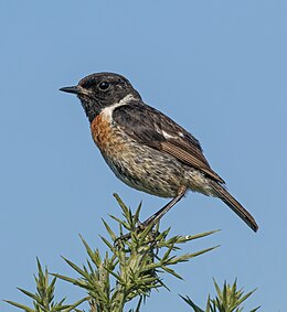 Stonechat (Saxicola rubicola) male, Beaulieu, Hampshire.jpg