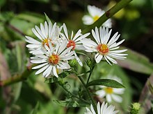 four blooming flowers with white ray florets and yellow disk florets