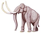 Mammuthus columbi