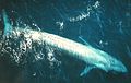 ᎠᏌᎪᏂᎨ ᏓᏆ Balaenoptera musculus