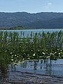 Partial view of Lake Trichonida.