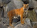 National animal - Indo-Chinese tiger