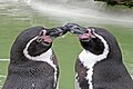 A pair "kissing" at Cotswold Wildlife Park