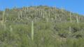 West of Tucson, Arizona