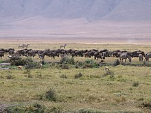 Serengeti National Park