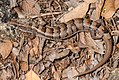 Madrean alligator lizard