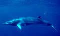 Image 7Minke whale (from Arctic Ocean)