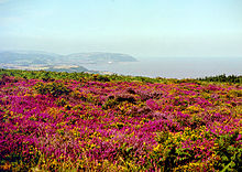 Ground covered with purple heather. In the distance are hills and coastline.