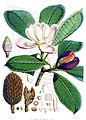 Magnolia hodgsonii