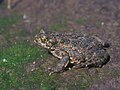 Rohe-kärnkonn (Bufo viridis)