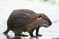 Nutria