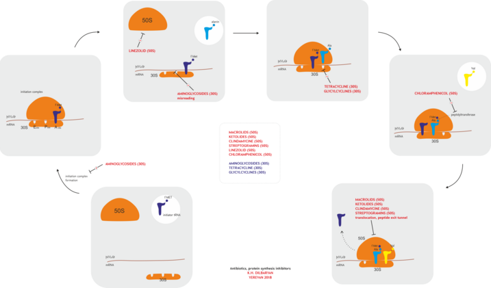 Protein sentez inhibitörleri (antibiyotikler)