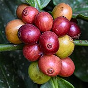 Coffea canephora (coffee robusta) berries