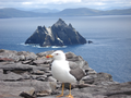 Little Skellig set fra Skellig Michael