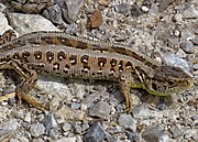 Sand lizard (Lacerta agilis) with rows of eyespots