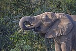 รูปขนาดย่อสำหรับ ไฟล์:African bush elephant (Loxodonta africana) drinking Kruger.jpg