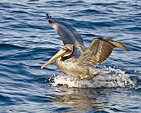 The endangered brown pelican lives on the coasts of the Golden Gate Biosphere