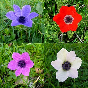 Anemone coronaria, Israel