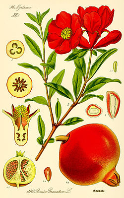 Pomegranate