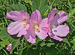 Swamp rose-mallow