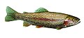 Rainbow trout