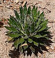 Agave schidigera