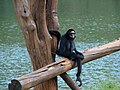 white-cheeked spider monkey