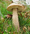 ヤマイグチ近縁種Leccinum scabrum