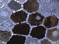 Sagittal cross-section of Favosites showing communication pores between the corallites. Upper Ordovician of southern Indiana.