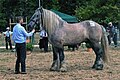 Category:Poitevin horse