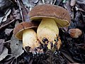 Boletus fragrans