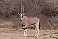 East African oryx