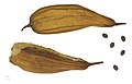  Luffa aegyptiaca