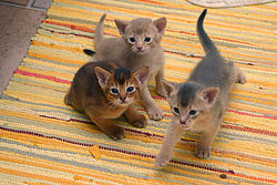 Photograph of three Abyssinian kittens, showing three different coat colours: ruddy, fawn, and blue