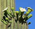 cultivated at Ethel M Botanical Cactus Garden, Las Vegas, Nevada