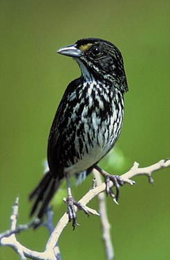 The extinct Dusky seaside sparrow by P. W. Sykes