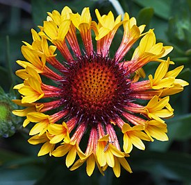 Gaillardia 'Fanfare'