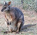 tammar wallaby