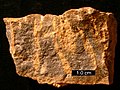 Cross-section of an Upper Ordovician hardground from Ohio. The light-colored vertical elements are Trypanites borings filled with dolomite.