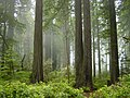 Parc national de Redwood.