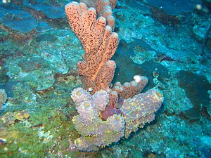 Underwater scene off the coast of Humacao