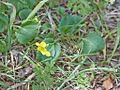 A Viola reichei plant.