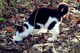 Chat tenant un rongeur dans sa gueule.